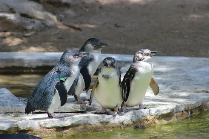 Adelaide Zoo