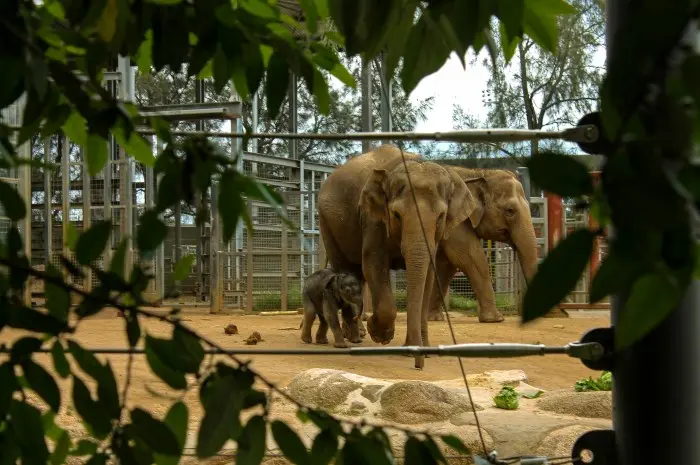 Melbourne Zoo